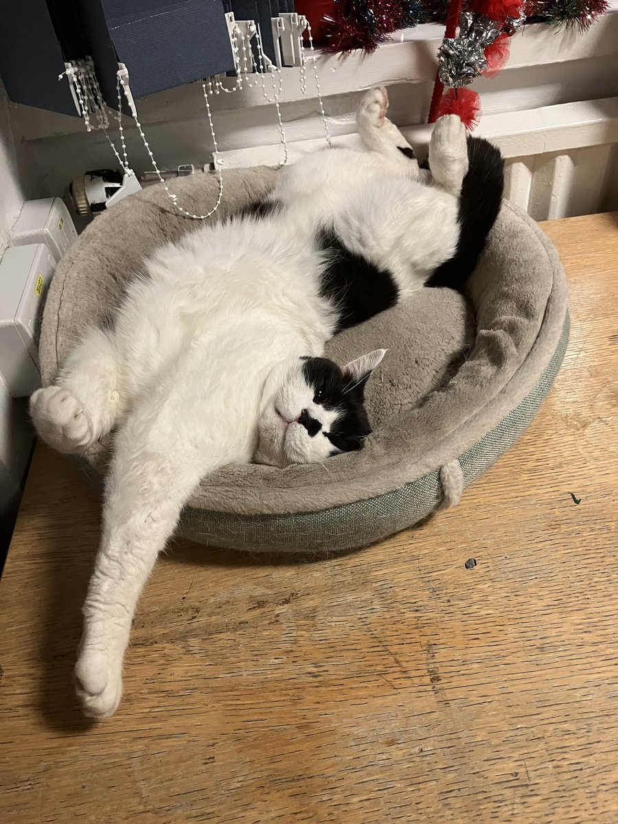 stationmoggy's tweet photo. Few yoga moves before the night shift PAWtrols 🐾🐈‍⬛🚔👮
# https://t.co/VRvvgOBoGS