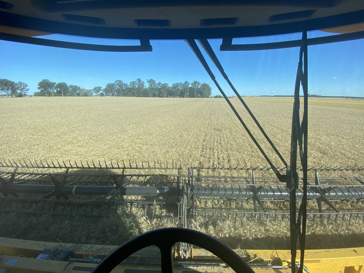 BumperCrop1's tweet photo. Día espectacular para trillar.
Y para que crezca el maíz. https://t.co/Q75aXTDyNk