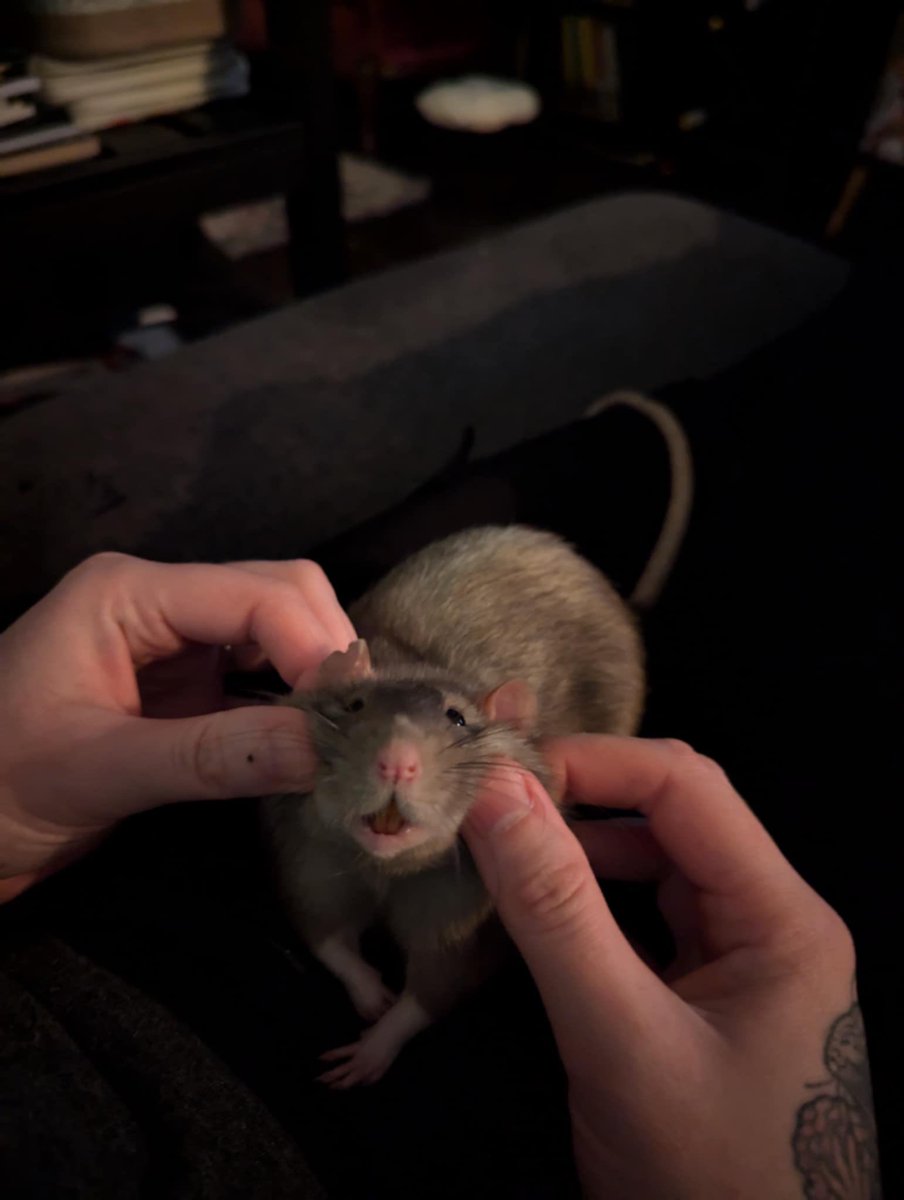 a bunch of rats✨ tweet media