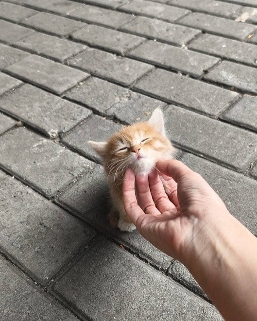 Smol friend