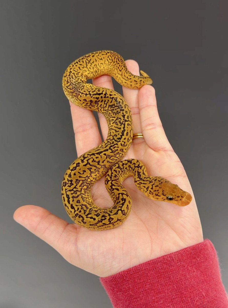 X gets the first look! 

Our first Monsoon clown and she is PHENOMENAL! 

Could be: Redstripe / YB / GHI - what are your guesses?

 (Shed is already enroute for testing)