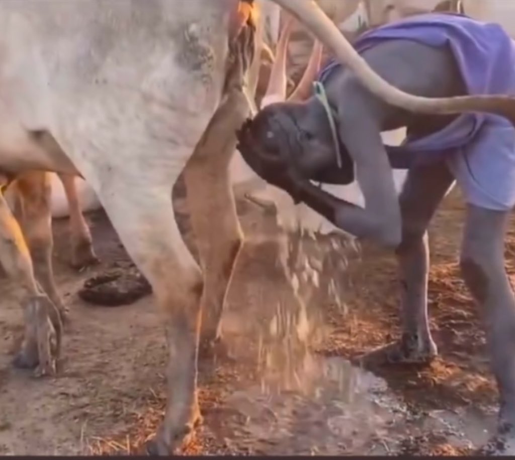 chief peanut Nola 504 Silver wolf tweet media