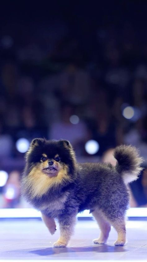 seochangbin_2's tweet photo. Kim Yeontan, se que no nos conocimos cara a cara cuando tae te llevo a una de sus presentaciones cuando lanzó el  álbum de layover, pero si se lo feliz que se veía con el simple hecho de verte, ahora conmovida por el hecho de que ya no estes se me arruga el corazon. https://t.co/wZMdDyEi4w