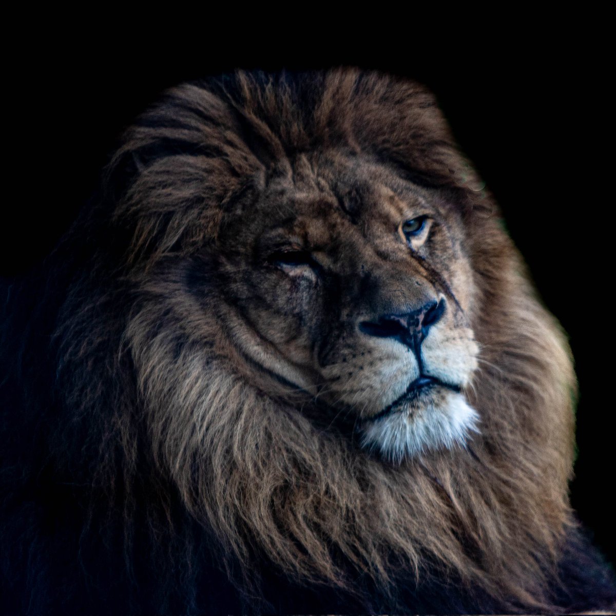 The Lion 🦁 

📷 <a href="/JamesWebster200/">James Webster Property</a> 

Majestic 🤴 

#photography