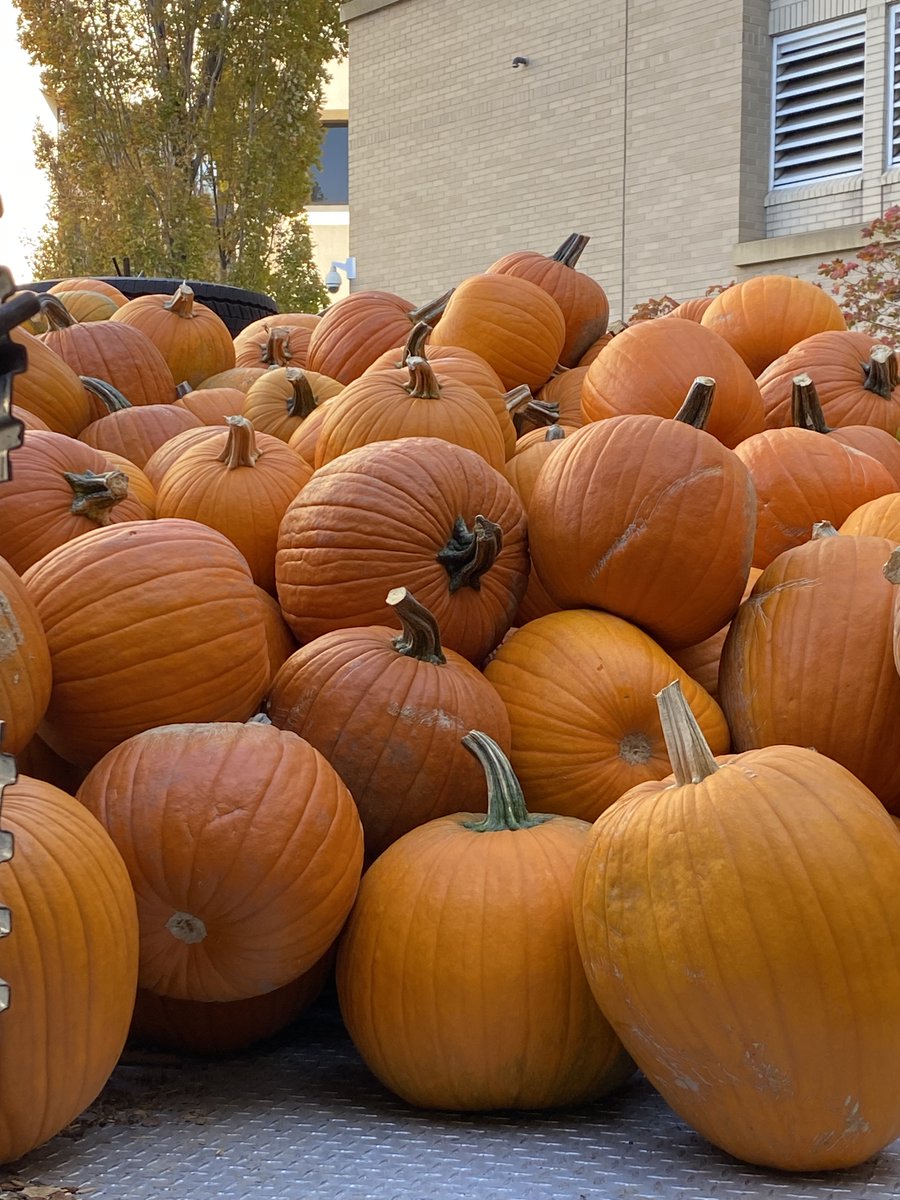 The Sustainability Program at Airway Heights Corrections Center grew 600+ pumpkins weighing nearly 8,000 pounds! The pumpkins were donated to <a href="/shrinershosp/">Shriners Children's</a> in Spokane. DOC staff from Airway Heights delivered the pumpkins and helped set them up in front of the hospital entrance.