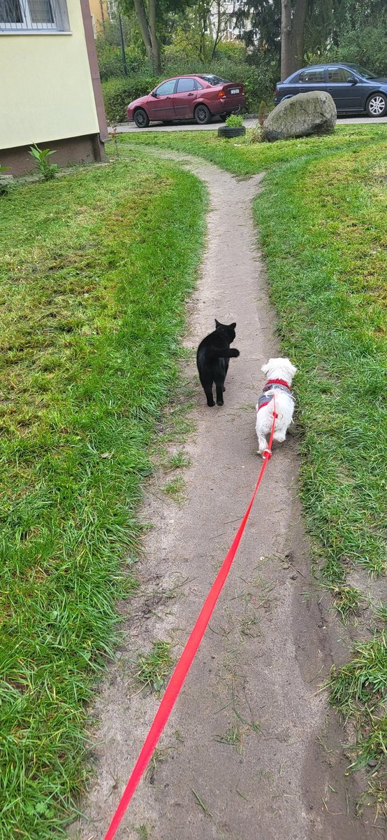 DzikiMesjasz⚡ tweet media