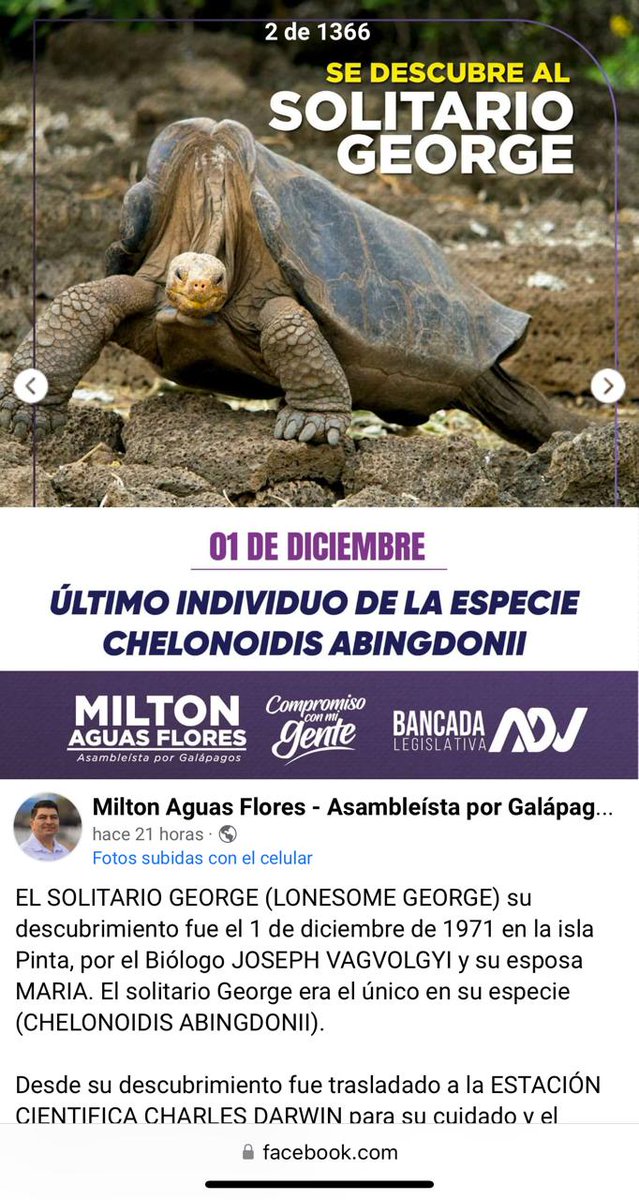 BitacoraEc's tweet photo. #Correccion #Galapagos #Tortuga #Famosa #Geroge
El Sr asambleísta Milton Aguas se esfuerza pero no lo logra con las tortugas, sus paisanas
La foto de la tortuga que publicó el asambleísta @miltonaguas (imágen derecha), no corresponde al Solitario George, es una tortuga macho híbrido con genes de Floreana. Valoramos que ya tenga presente a la especie galapagueña, pero no es George.
La foto de la izquierda (tomada por Alizon Llerena de @DarwinFound) sí corresponde a la tortuga más famosa de Galápagos.