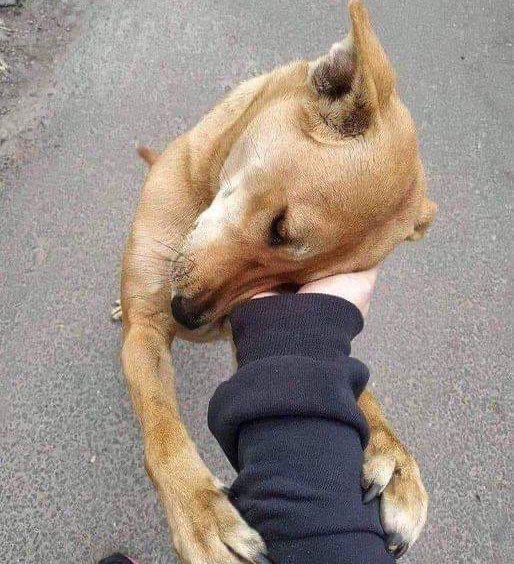 yo cada vez que veo un perro