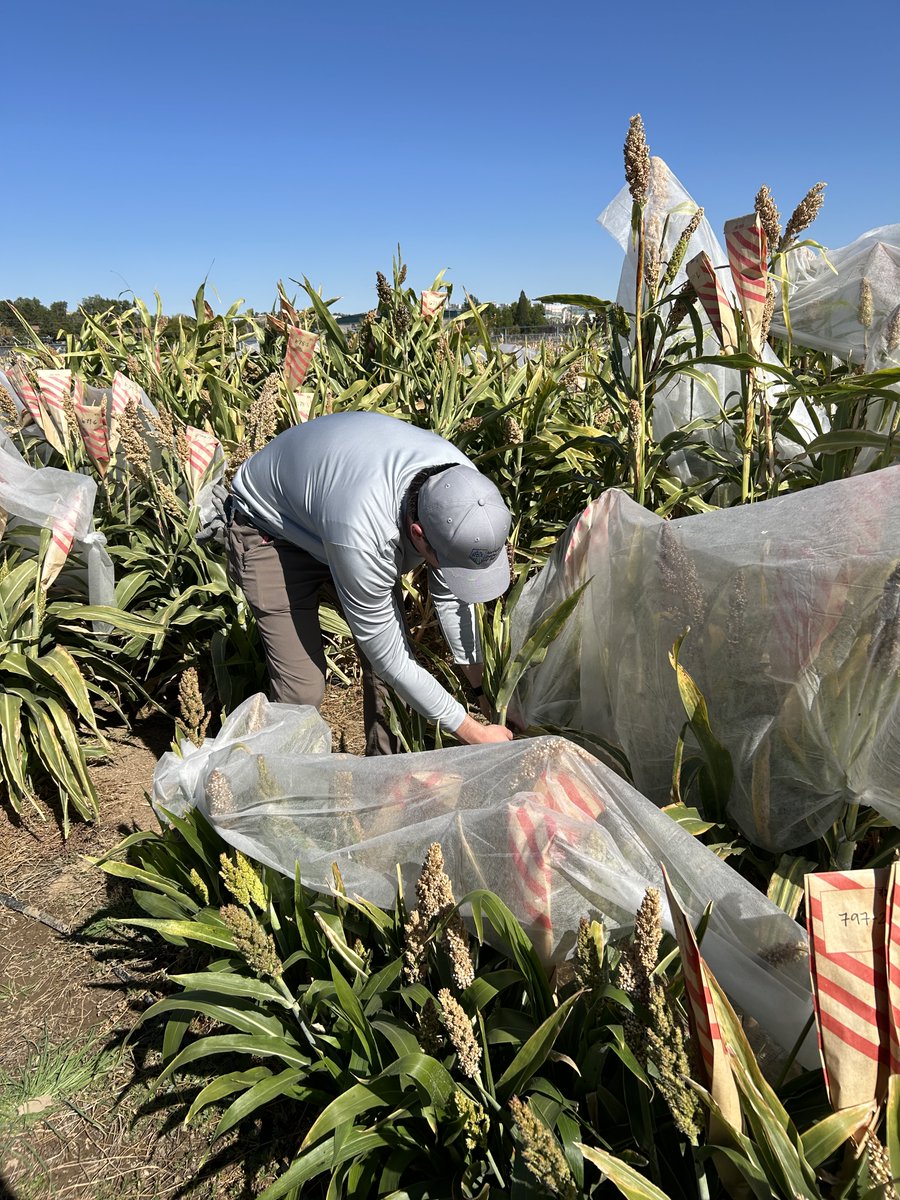 NVAgriculture's tweet photo. 🧅The NDA oversees the export of a variety of agricultural products, like hay, onions, &amp; potatoes to countries with specific inspection requirements. In Fiscal Year 2024, the team facilitated the export of 117.9 million lbs of commodities and issued 799 phytosanitary certificates https://t.co/5G2jBOCfL6