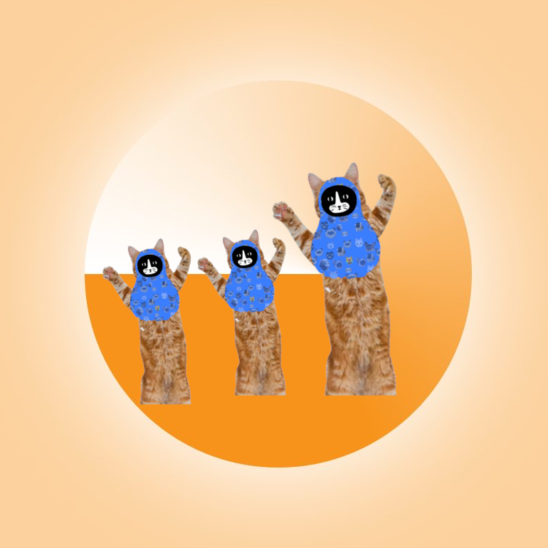 Everycat (@everycateverr) on Twitter photo 