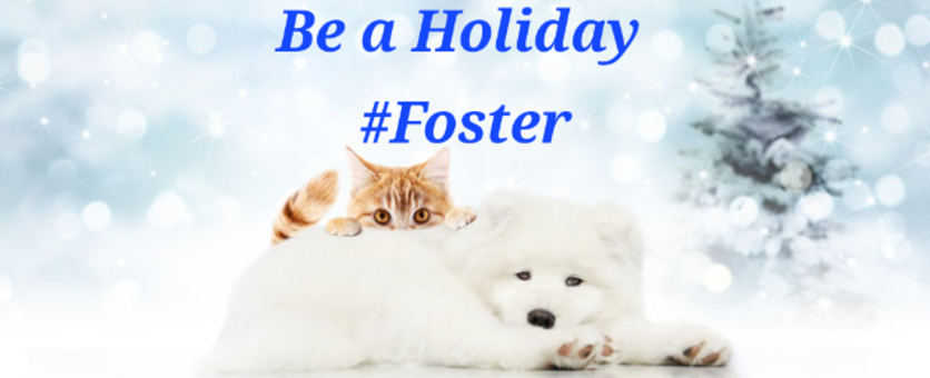 NMBewitched's tweet photo. Who needs an excuse to not attend a family #Christmas or #Hanukkah get together? 

Every #Rescue  &amp; #NYCACC need temp #HolidayFosters https://t.co/9qANLuSZxc