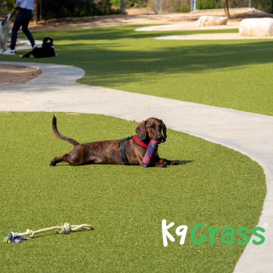 Now is the time to say goodbye to muddy paws and give your furry family member their dream yard! 🌟 Take advantage of our limited time offer of up to $1,000 off K9 Grass this holiday season.