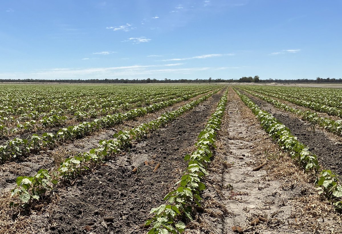 Liam Whitbourne tweet media