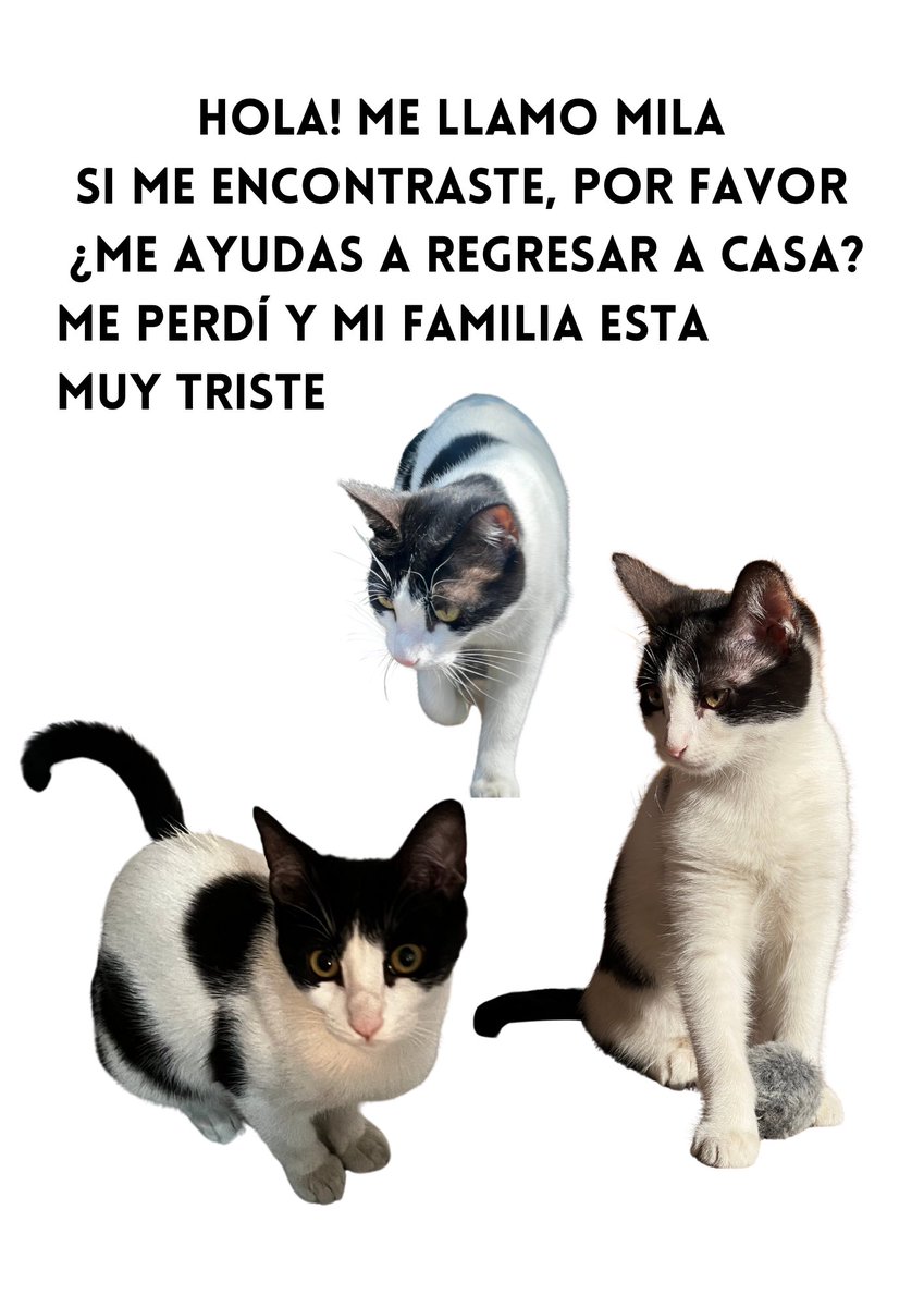 Gabriela Furukawa tweet media