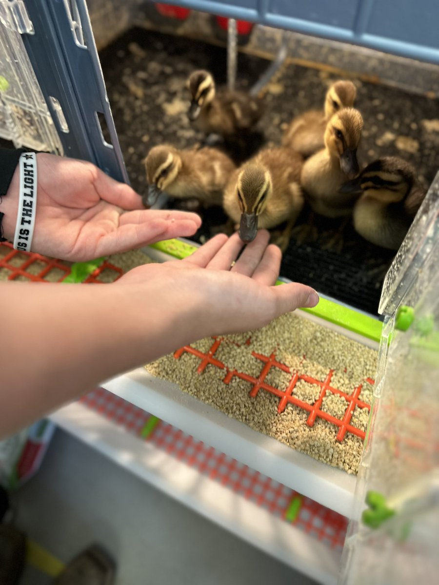 Cullman FFA (@cullmanffa) on Twitter photo Baby ducks were born during Thanksgiving break. They met their new friends today. #animalscience #CTE <a href="/LindsayBrannon/">Lindsay Brannon, Ed.S., NBCT</a> <a href="/CullmanCats/">Cullman High School</a> <a href="/BOECullmanCity/">Cullman City Board of Education</a> Baby ducks were born during Thanksgiving break. They met their new friends today. #animalscience #CTE <a href="/LindsayBrannon/">Lindsay Brannon, Ed.S., NBCT</a> <a href="/CullmanCats/">Cullman High School</a> <a href="/BOECullmanCity/">Cullman City Board of Education</a>