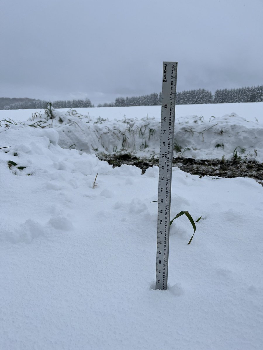 JoshMosiondz's tweet photo. A little snow won’t stop us! The last planting date of 2024 is in for the garlic planting + cover cropping trial @TravisCranmer @StephVickers17 @ONgrownGarlic #ontag https://t.co/DH6PSzNymr