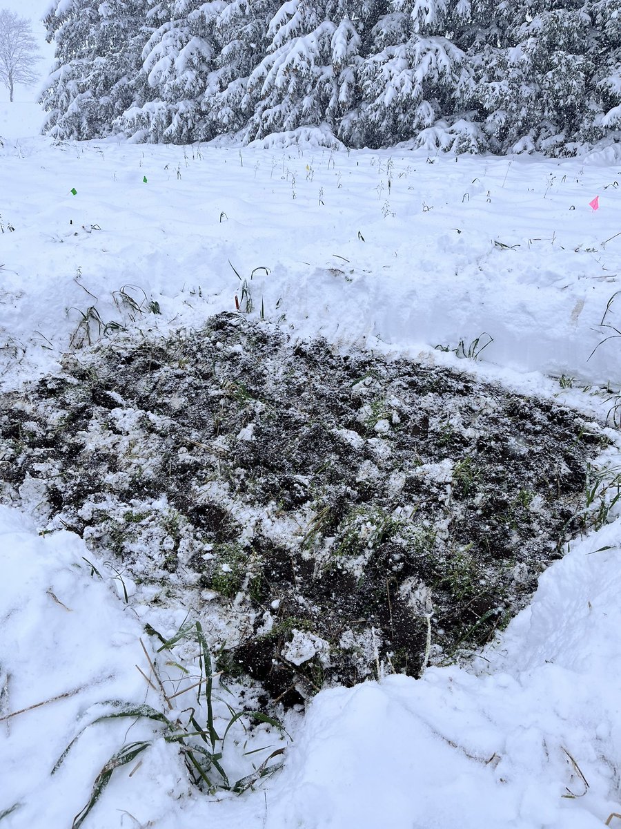 JoshMosiondz's tweet photo. A little snow won’t stop us! The last planting date of 2024 is in for the garlic planting + cover cropping trial @TravisCranmer @StephVickers17 @ONgrownGarlic #ontag https://t.co/DH6PSzNymr