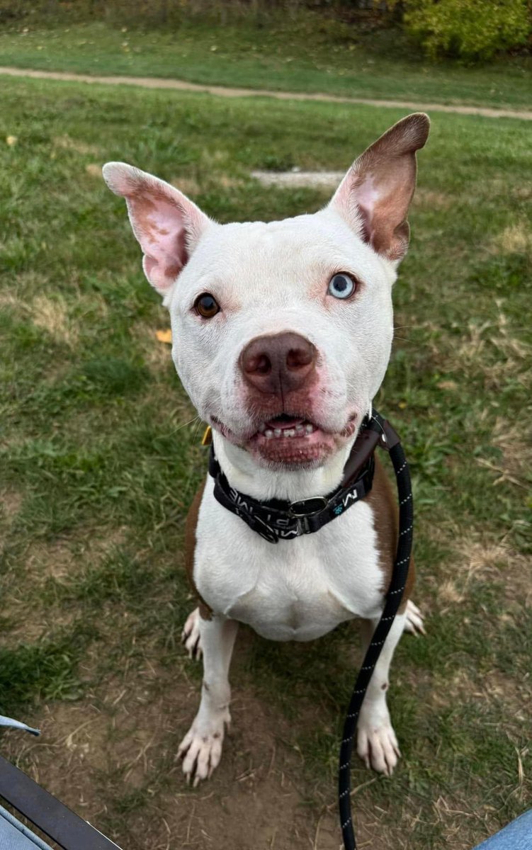 City Dogs Cleveland tweet media