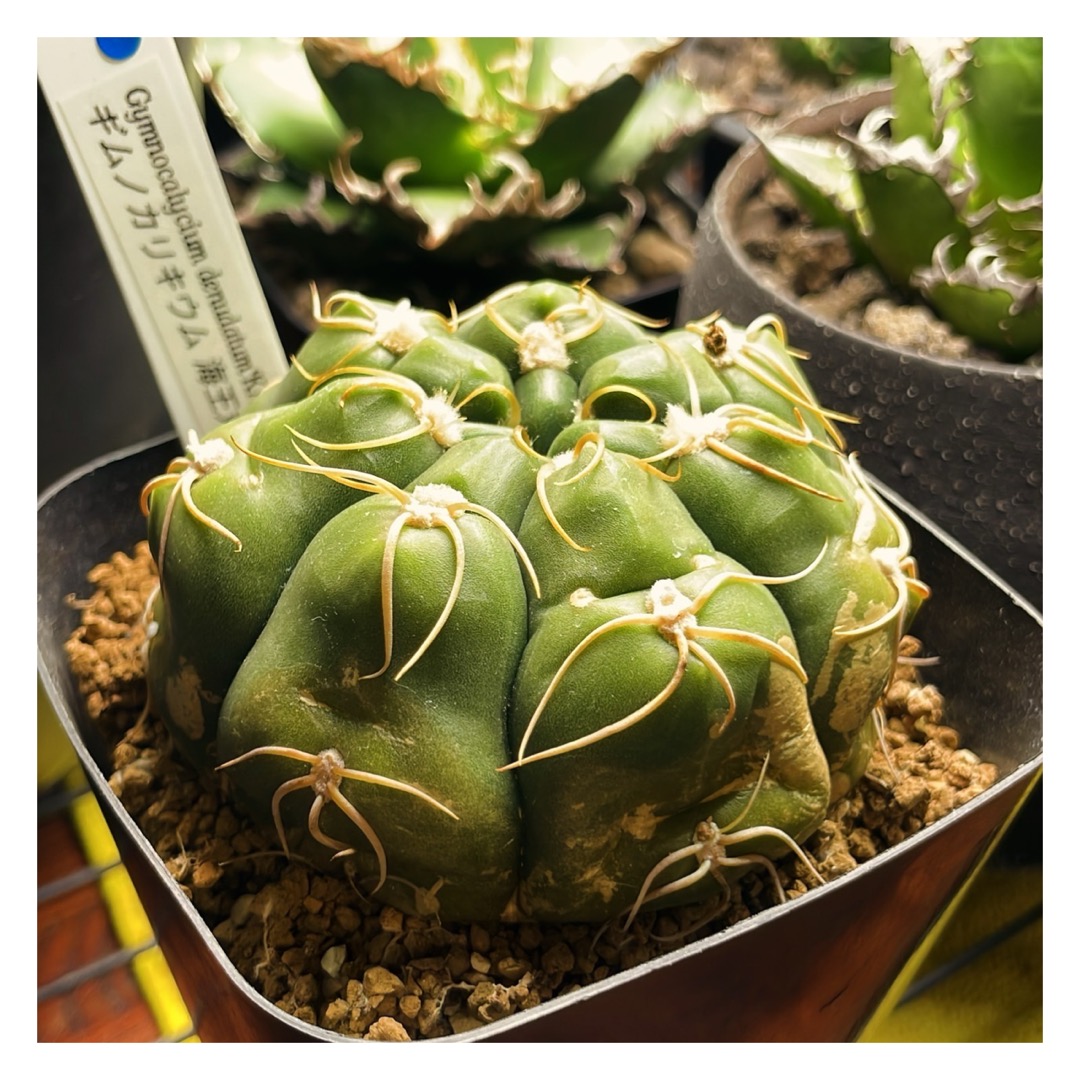 #社員の日常 おはようございます♪写真は以前紹介した植物の仲間たちですが順調に育ってきています！成長がのんびりだからこそ毎日観察すると、成長が分かってより可愛く感じます☺️今日も一日頑張りましょう💐
#株式会社Hajimari #ITコンサルティング #ITコンサル #コンサル #エンジニア #pm #pmo