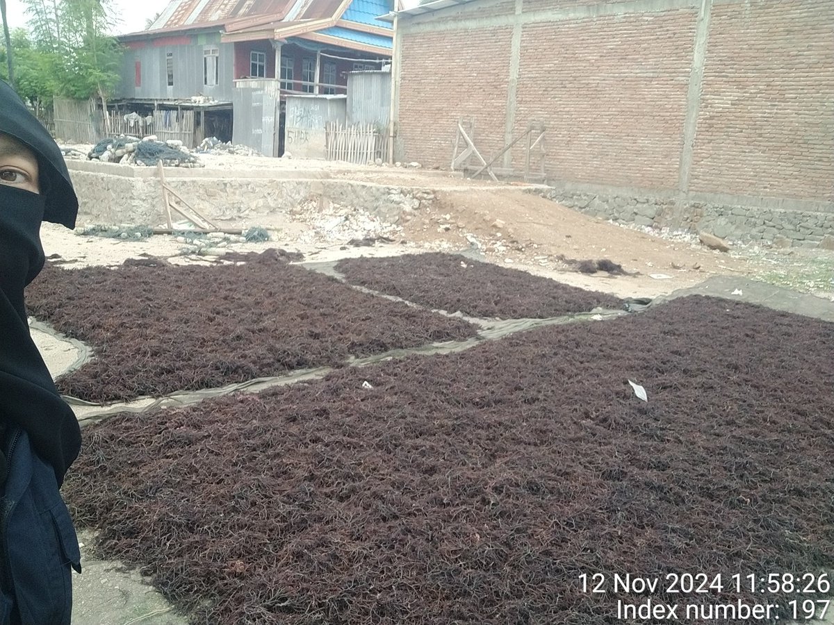 stdewi98's tweet image. Selasa,12/11/2024 Pengambilan Data Produksi pada pokdakan Mutiara Laut 400 kg jenis Eucheuma Cottonii Di Desa Bontosunggu Kec. Tamalatea  Kabupaten Jeneponto 
# Puslatluh KP 
#BRPAP3 Maros
# Aksi Luhkan Jeneponto