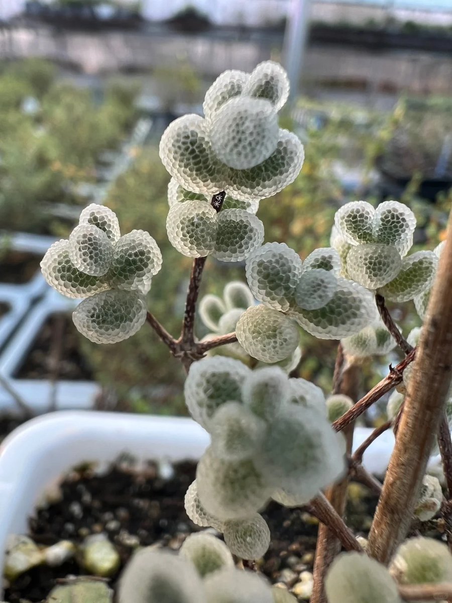 orientalli's tweet image. Close-up photos of a plant with textured, rounded leaves arranged in clusters, set in a garden or nursery environment with a soft-focus background.