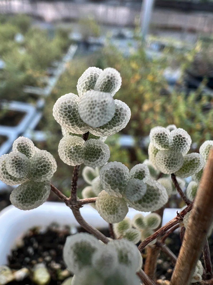 orientalli's tweet image. Close-up photos of a plant with textured, rounded leaves arranged in clusters, set in a garden or nursery environment with a soft-focus background.