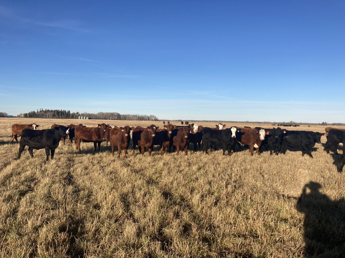 kkiesman's tweet photo. Pretty exciting and busy week coming up. Expecting 2000 head this week Wednesday with outstanding calves coming to town 500 mainly Charolais steers from the triple c family.

And following that up with some outstanding bred cows and bred heifers on Saturday. https://t.co/qsUlmuFu1i