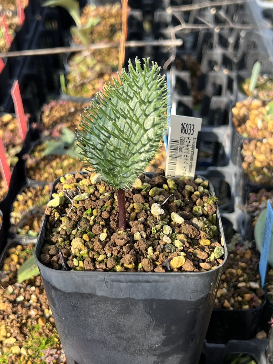 日光浴エリさん🌱☀️