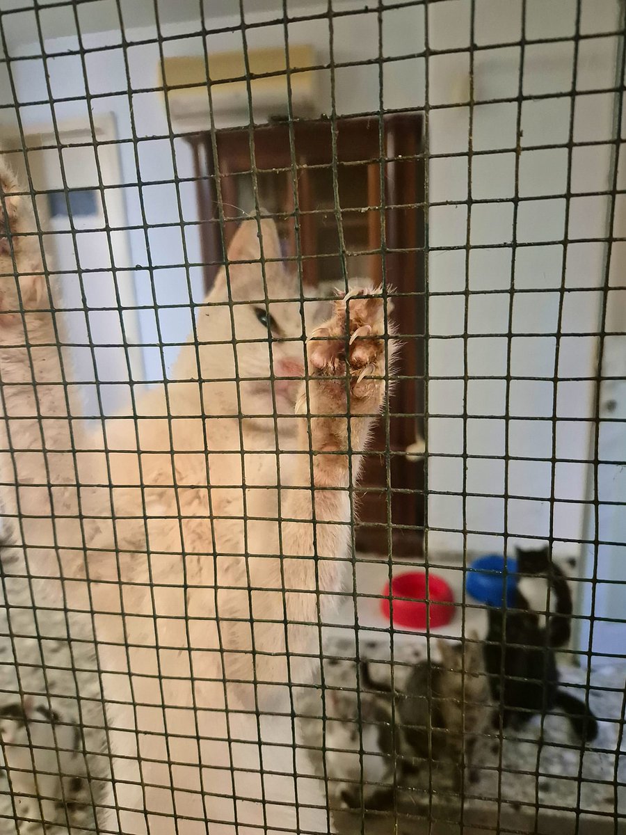 Chachi's Haven tweet media