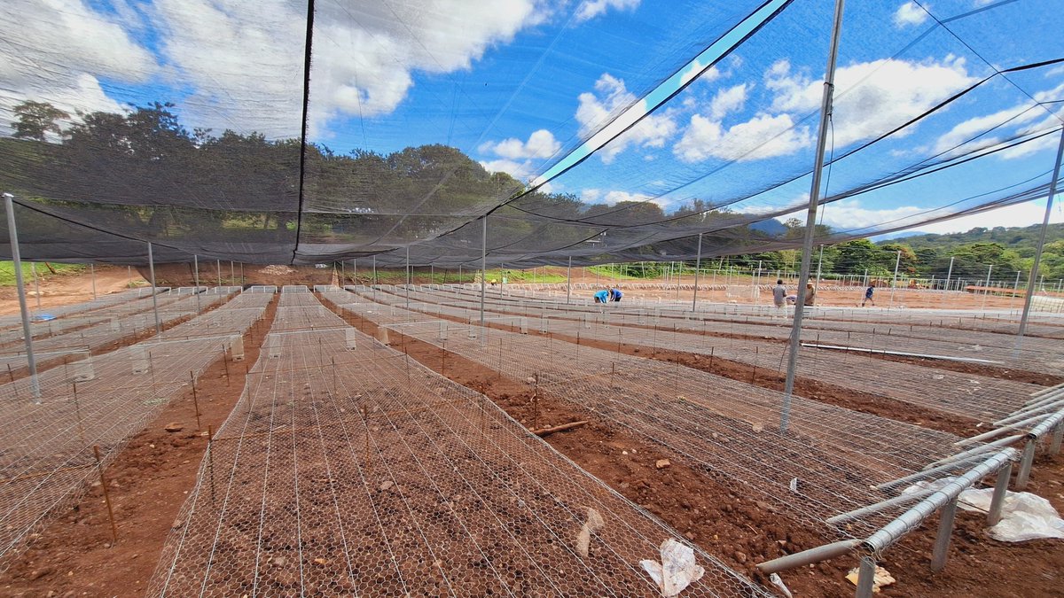 LuisSolizHN's tweet photo. ✅La infraestructura en Santa Rosa de Copán ya está completamente lista, mientras que en otros cuatro departamentos se encuentra en proceso de construcción 🔨 como parte del Proyecto #Agrobosques 🌳

Con una visión clara y un compromiso con el medio ambiente y el bienestar social 🤝, la presidenta 
@XiomaraCastroZ lidera un revolucionario proyecto para fortalecer las comunidades 🏘️ a través del Protector #Agrobosque 🌱, una estrategia que combina innovación 💡, sostenibilidad ♻️ y desarrollo rural 🌾

La infraestructura ya está preparada para producir 5 millones de plantas 🌱 para comenzar la transformación tradicional de cafetales ☕ a sistemas sostenibles 🌱. Con esta primera acción, damos inicio al proyecto #Agrobosque 🌳, una iniciativa que revitalizará nuestras fincas 🌾, restaurará áreas degradadas 🌍 y abrirá el camino hacia un desarrollo sostenible 🚀.

Este es solo el inicio. Nos hemos propuesto alcanzar la meta de plantar 15 millones de árboles 🌳 para el año 2025, renovando 3,500 hectáreas de fincas 🌾 con sistemas agroforestales 🌿. Esta iniciativa representa un compromiso con un futuro sostenible 🌱, transformando nuestro entorno 🏞️, fortaleciendo nuestra economía 💰 y mejorando la calidad de vida de todos ❤️.
#XiomaraSiCumple