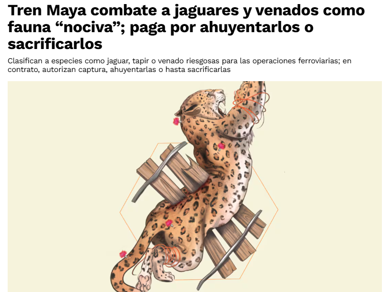 Tren Maya combate a jaguares y venados como fauna “nociva”; paga por ahuyentarlos o sacrificarlos

"Clasifican a especies como jaguar, tapir o venado riesgosas para las operaciones ferroviarias; en contrato, autorizan captura, ahuyentarlas o hasta sacrificarlas."

Te comparto un