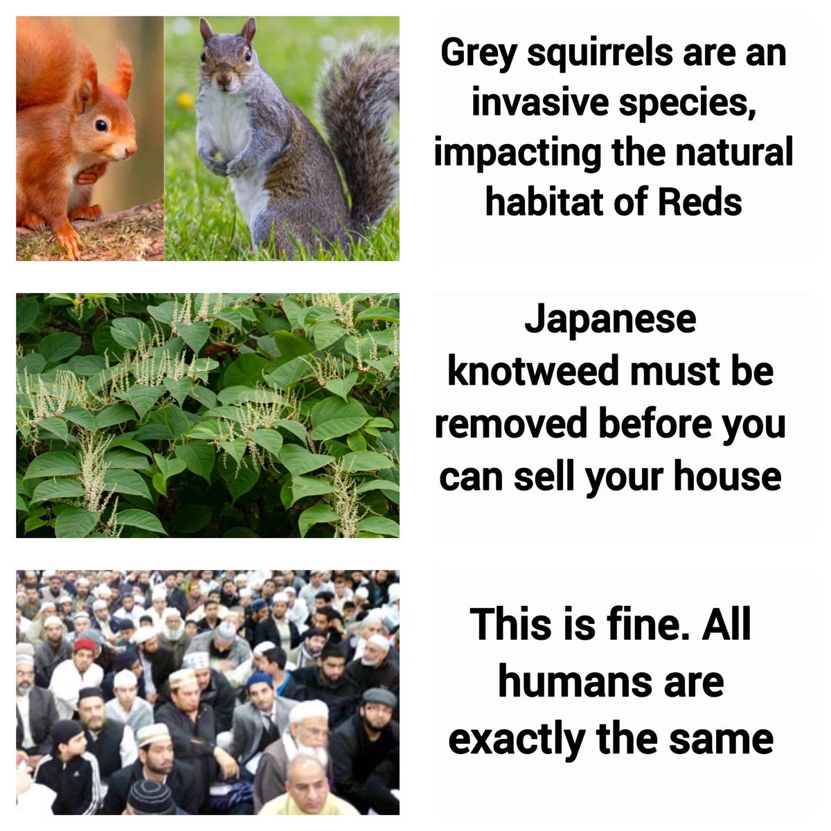 AvNationalist's tweet image. The great lie of '#Multiculturalism', AKA #PopulationReplacement AKA #Mass immigration.

#auspol is waking up. lets hope its not too late.