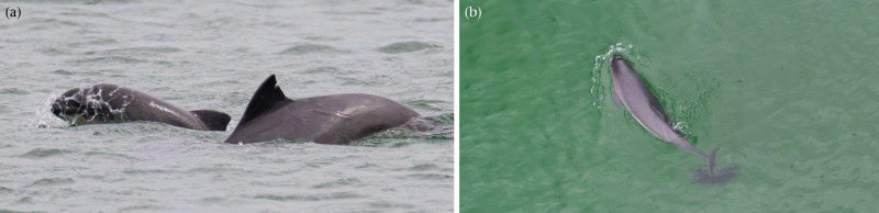 Sara Ortiz tweet media