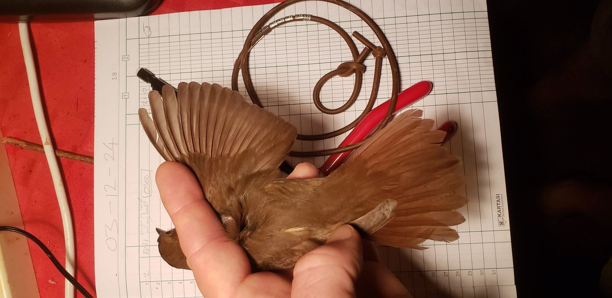 ...and 2 mins after posting the video this Thrush Nightingale landed on my head!!! I grabbed it and now it's wearing ring no 2XN4488!! #birds #tsavowest #ringing #nguliaringing #birdonhead #sprosser