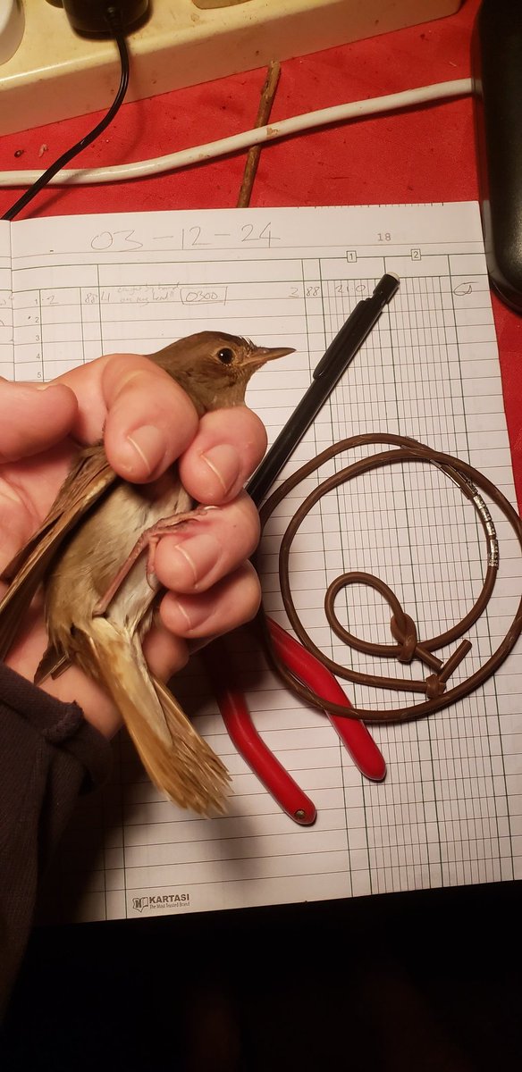 A Rocha Kenya tweet media