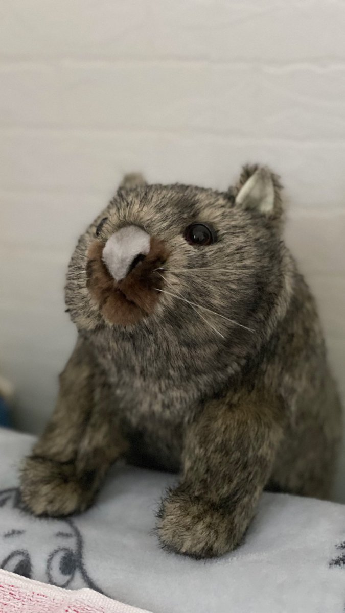 j_anc_tom's tweet photo. 周りからは、え？って思われるけどウォンバット飼いたい願望ありのあたしには最高の誕生日プレゼントだった🥹💯
あたしの彼氏世界一だと思ってる笑

#ウォンバット
#サプライズ
#ぬいぐるみ https://t.co/nYAoG1ViOh