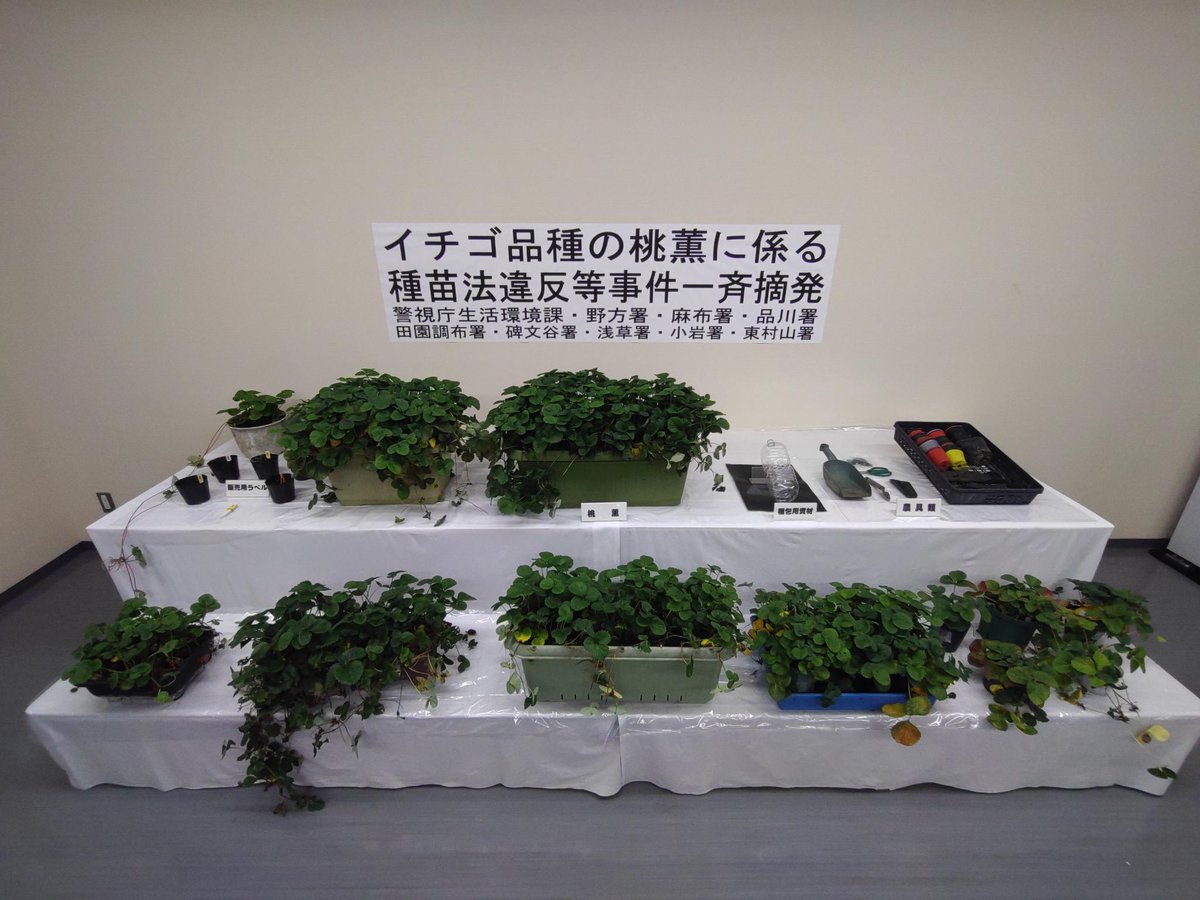 MPD_yokushi's tweet photo. 開発に7年の歳月を要した「桃薫」というイチゴの苗を、フリマサイトに出品して販売する等した者らを種苗法違反等で一斉摘発しました。
種苗には、増殖して販売すると法律違反になるものもあります
＃種苗法 #桃薫 #イチゴ #フルーツ https://t.co/zkMcT61WvT