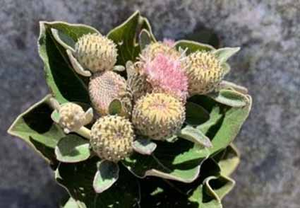 Phytotaxa's tweet photo. Roquea, a new genus of Lychnophorinae (#Vernonieae, Asteraceae) from #Brazil and its phylogenetic placement 
https://t.co/ziHK2AH0SP 
#Taxonomy https://t.co/NG6aUfACcU