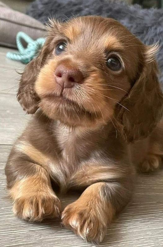 Love this puppy cuteness🥰🥰
