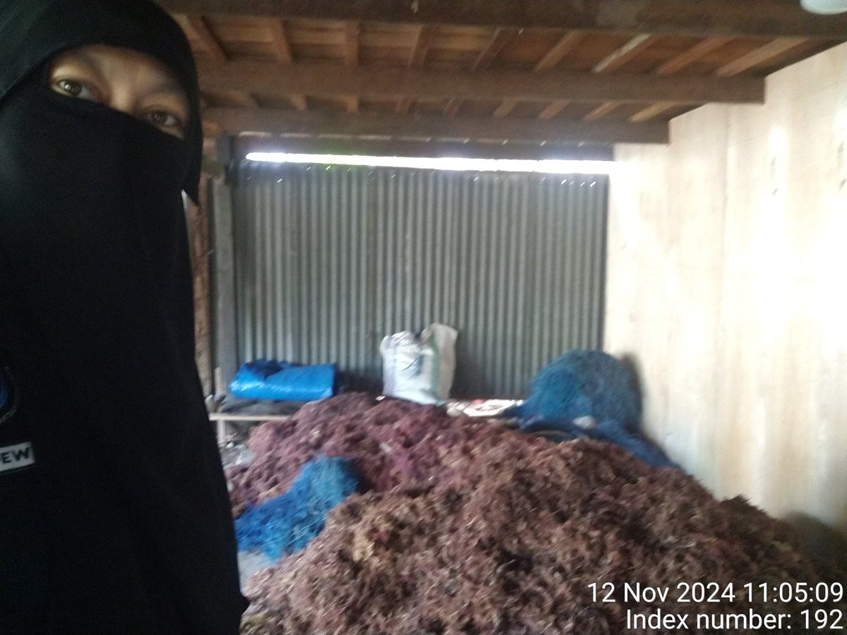 stdewi98's tweet image. Selasa,12/11/2024 Pengambilan Data Produksi Dipokdakan Matete Baji sebanyak 60 kg kering @13000 jenis Eucheuma Cottonii Di Desa Bontosunggu Kec.Tamalatea Kab.Jeneponto 
# Puslatluh KP
# BRPBAPPP Maros 
# Aksi Luhkan Jeneponto