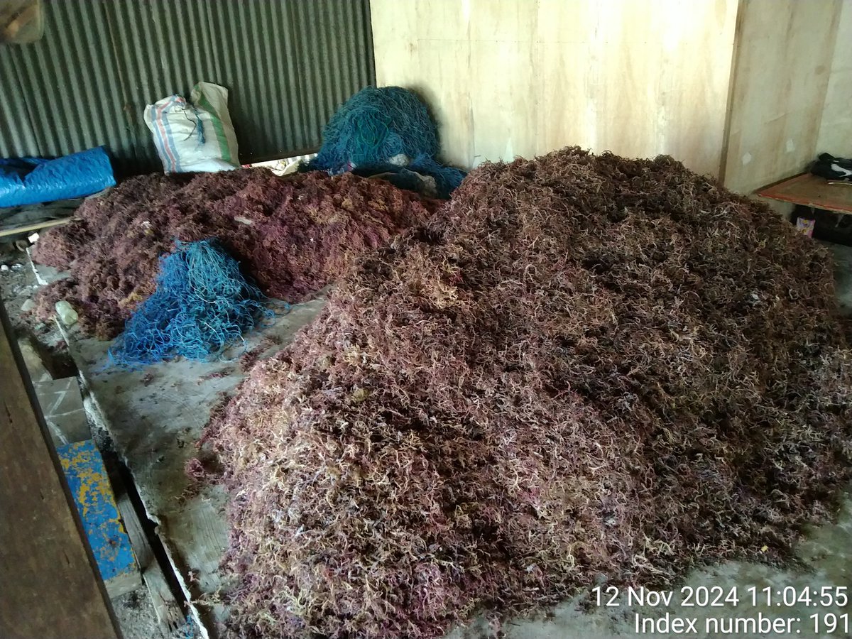 stdewi98's tweet image. Selasa,12/11/2024 Pengambilan Data Produksi Dipokdakan Matete Baji sebanyak 60 kg kering @13000 jenis Eucheuma Cottonii Di Desa Bontosunggu Kec.Tamalatea Kab.Jeneponto 
# Puslatluh KP
# BRPBAPPP Maros 
# Aksi Luhkan Jeneponto