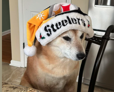 NYUDocs's tweet photo. Buster is a football fan! Have questions about your furry, feathered or scaly best friends? @fadams and our #vetonCall, Dr. Dana Varble @The_NAVC are standing by to take your calls on Pets and Your Health! 877-698-3627 https://t.co/vuGRUcZZvE https://t.co/51M6Zbsifu
