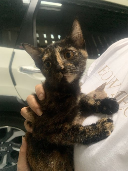 habanmeow's tweet photo. หาบ้านให้น้องแมวสีเปรอะค่ะ เนื่องจากคนดูแลไม่มีกำลังและเวลา ตอนนี้น้องถูกขังอยู่แต่ในกรง
- เพศเมีย อายุ 3 เดือน
- พิกัดลาดพร้าว 101 ส่งได้ทั่วกทมและตจว
- สนใจอุปการะติดต่อคุณ @looklkkaew  Tel. : 0639424451 Line: lklkklkl
#แมวหาบ้าน #หาบ้านให้แมว #หาบ้านให้น้องแมว #ทาสแมว #แมวจร https://t.co/MhyhsmupBQ