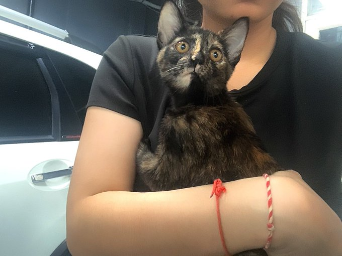 habanmeow's tweet photo. หาบ้านให้น้องแมวสีเปรอะค่ะ เนื่องจากคนดูแลไม่มีกำลังและเวลา ตอนนี้น้องถูกขังอยู่แต่ในกรง
- เพศเมีย อายุ 3 เดือน
- พิกัดลาดพร้าว 101 ส่งได้ทั่วกทมและตจว
- สนใจอุปการะติดต่อคุณ @looklkkaew  Tel. : 0639424451 Line: lklkklkl
#แมวหาบ้าน #หาบ้านให้แมว #หาบ้านให้น้องแมว #ทาสแมว #แมวจร https://t.co/MhyhsmupBQ