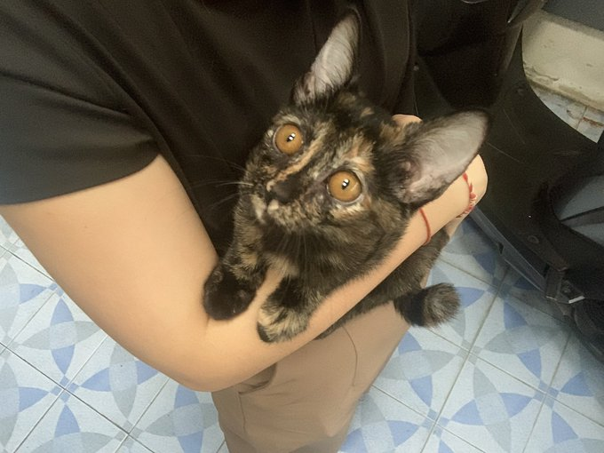 habanmeow's tweet photo. หาบ้านให้น้องแมวสีเปรอะค่ะ เนื่องจากคนดูแลไม่มีกำลังและเวลา ตอนนี้น้องถูกขังอยู่แต่ในกรง
- เพศเมีย อายุ 3 เดือน
- พิกัดลาดพร้าว 101 ส่งได้ทั่วกทมและตจว
- สนใจอุปการะติดต่อคุณ @looklkkaew  Tel. : 0639424451 Line: lklkklkl
#แมวหาบ้าน #หาบ้านให้แมว #หาบ้านให้น้องแมว #ทาสแมว #แมวจร https://t.co/MhyhsmupBQ