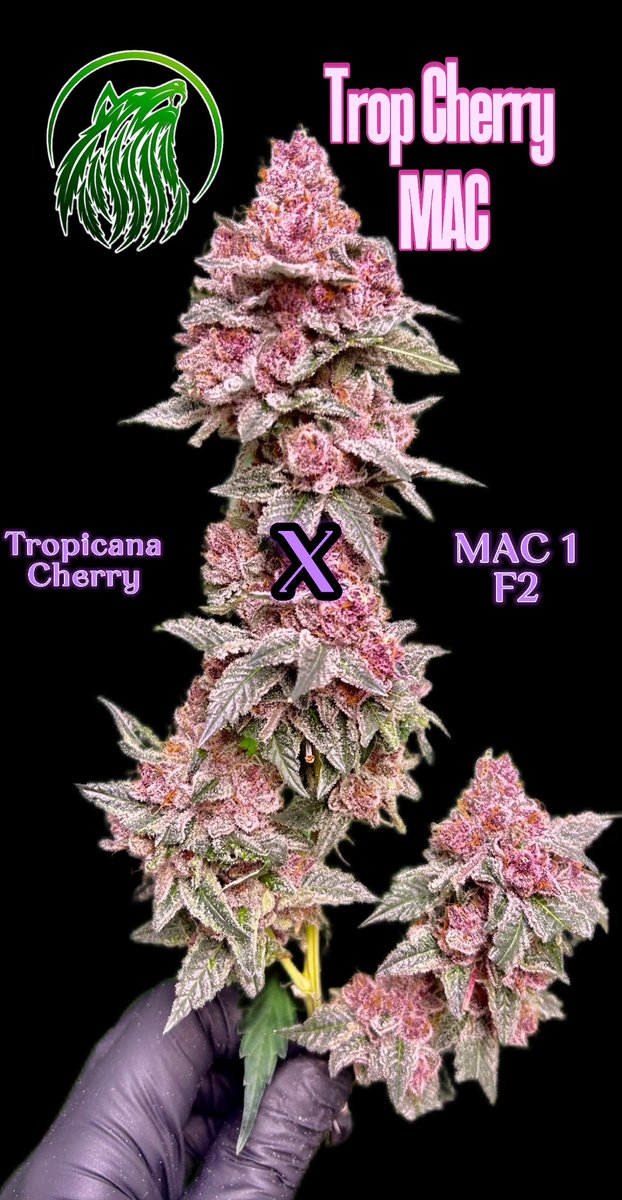 Green Wolf Genetics tweet media