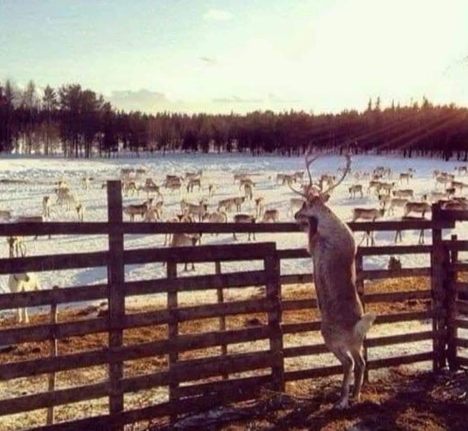 Proof that Rudolph couldn’t play with all the other reindeer