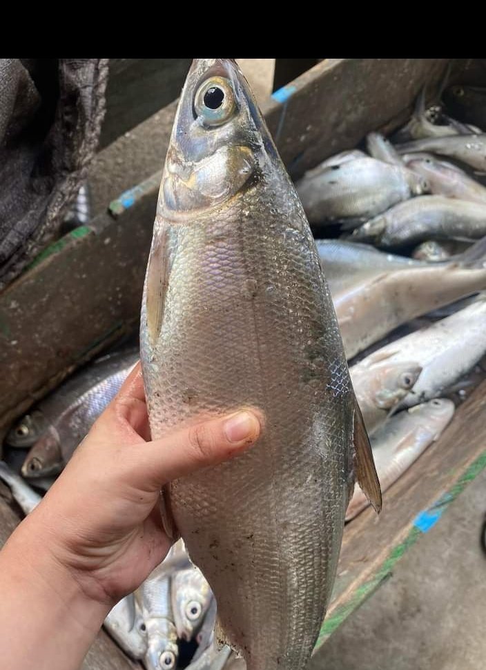 MLuhkan's tweet photo. Selasa,5/11/2024,Muliyati Luhkan Pinrang,panen selektif ikan bandeng , tambak tradisional milik lamba anggota Pokdakan potongnge,desa Mattongang tongang,kec.Mattiro sompe, luas lahan 2ha,jumlah panen,125kg,harga rp.20.000/kg 
#luhlapor
#Panen
@bppsdm_kp 
@BRPBAP3_Maros https://t.co/z0G6rxR85L