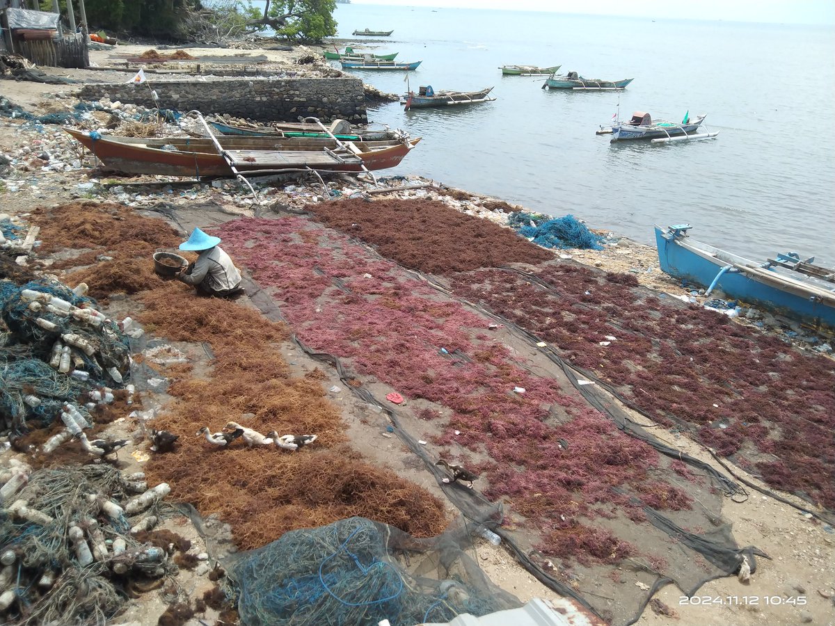 stdewi98's tweet image. Selasa,12/11/2024 Pengambilan Data Produksi pada Pokdakan Kassibumbung 250 kg @ 5000 Jenis Eucheuma Cottonii di Desa Bontosunggu Kec Tamalatea 
# Puslatluh KP
# BRPBAPPP Maros
# Luhkan Jeneponto