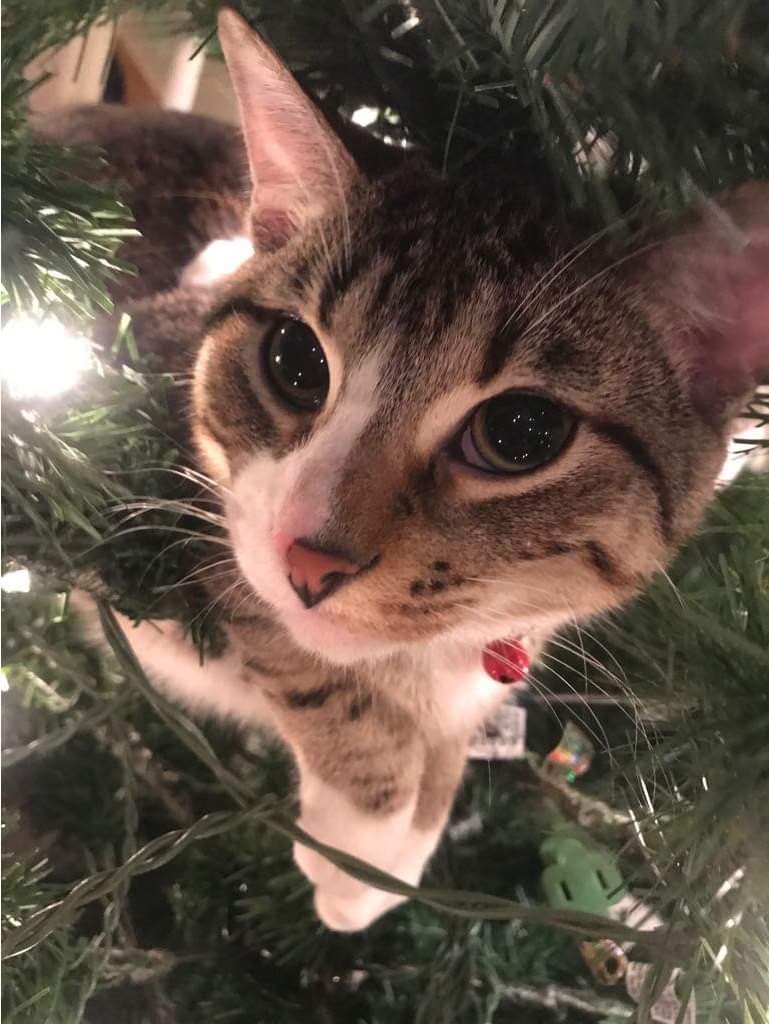 <a href="/LiftForever67/">Jeffrey Ⓥ</a> We have a new ornament